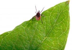 Tick Control Red Carpet Landscaping